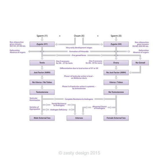 Sex Determination infographic design
